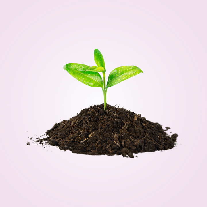 plant growing out of pile of dirt