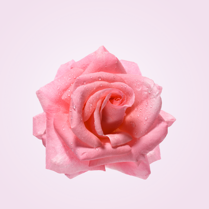pink rose