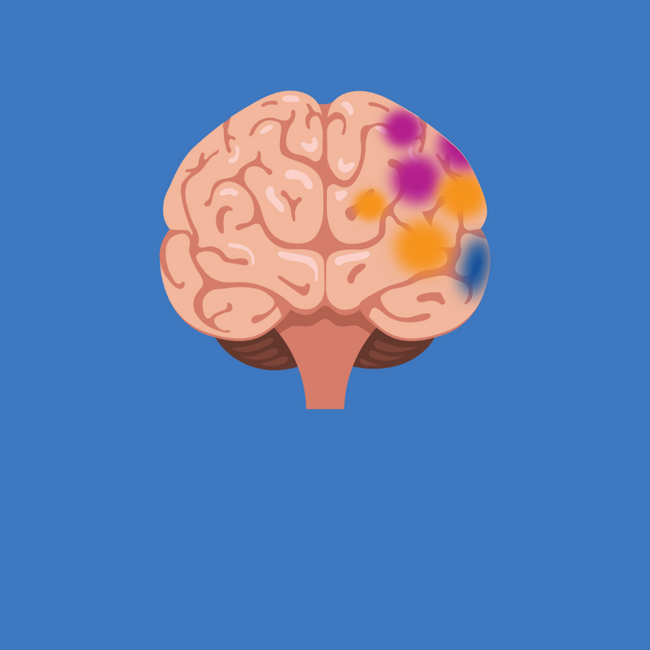 brain