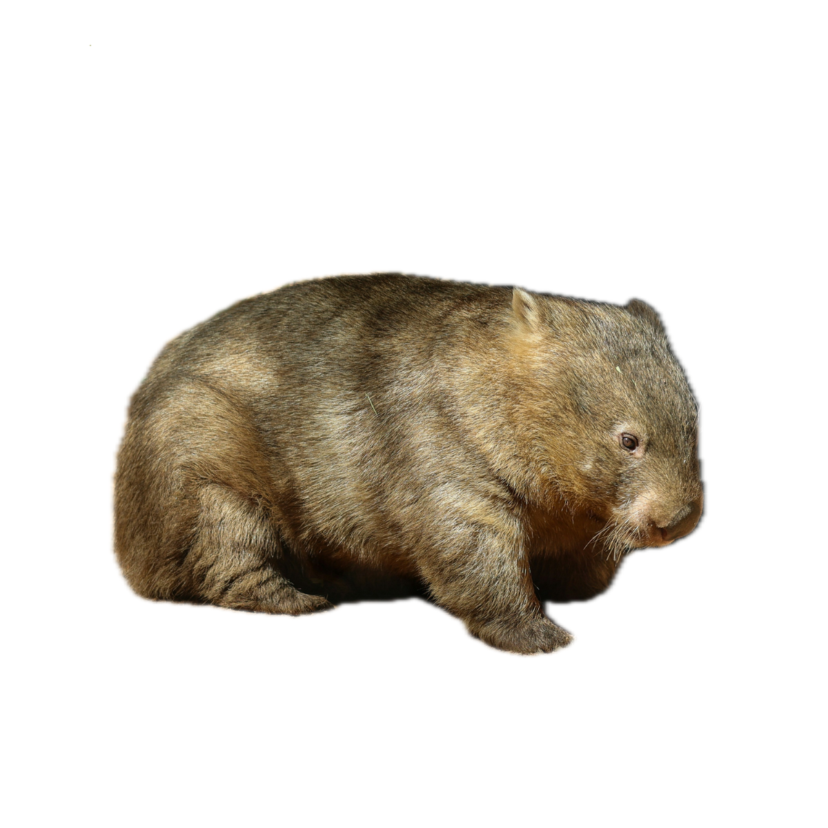 wombat
