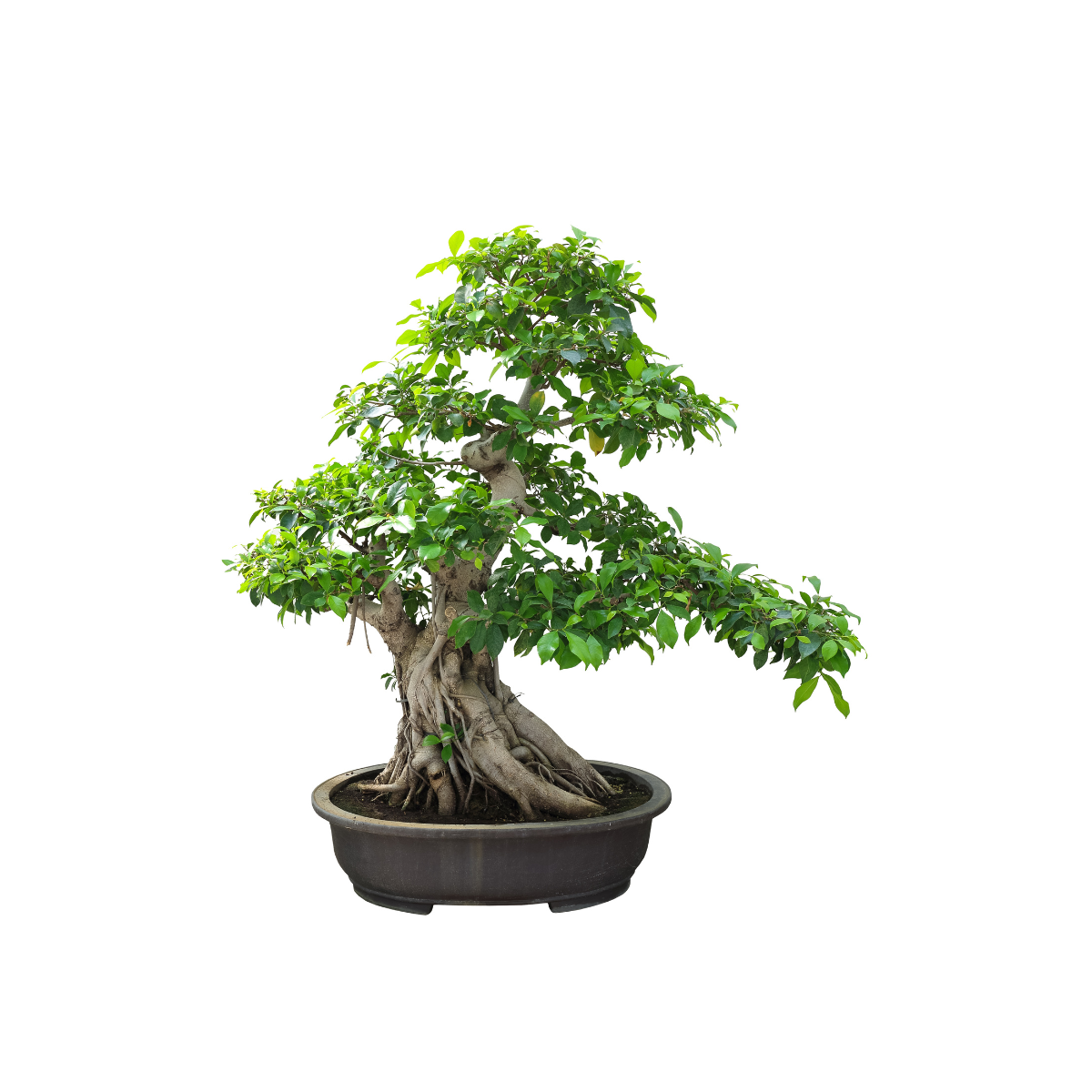 bonsai tree